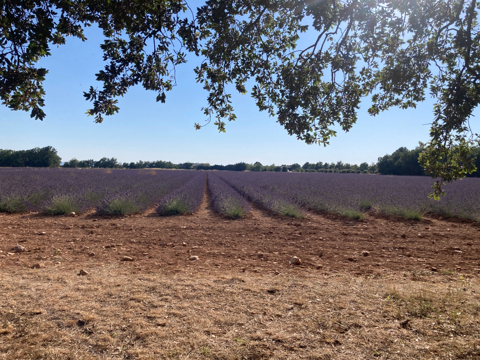 Champ de lavande en Provence